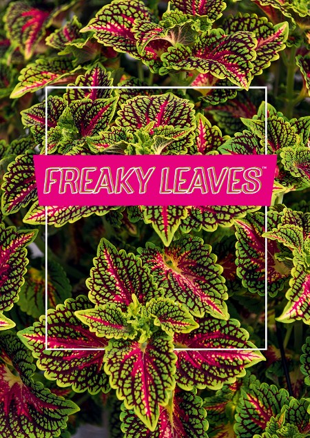 Freaky Leaves